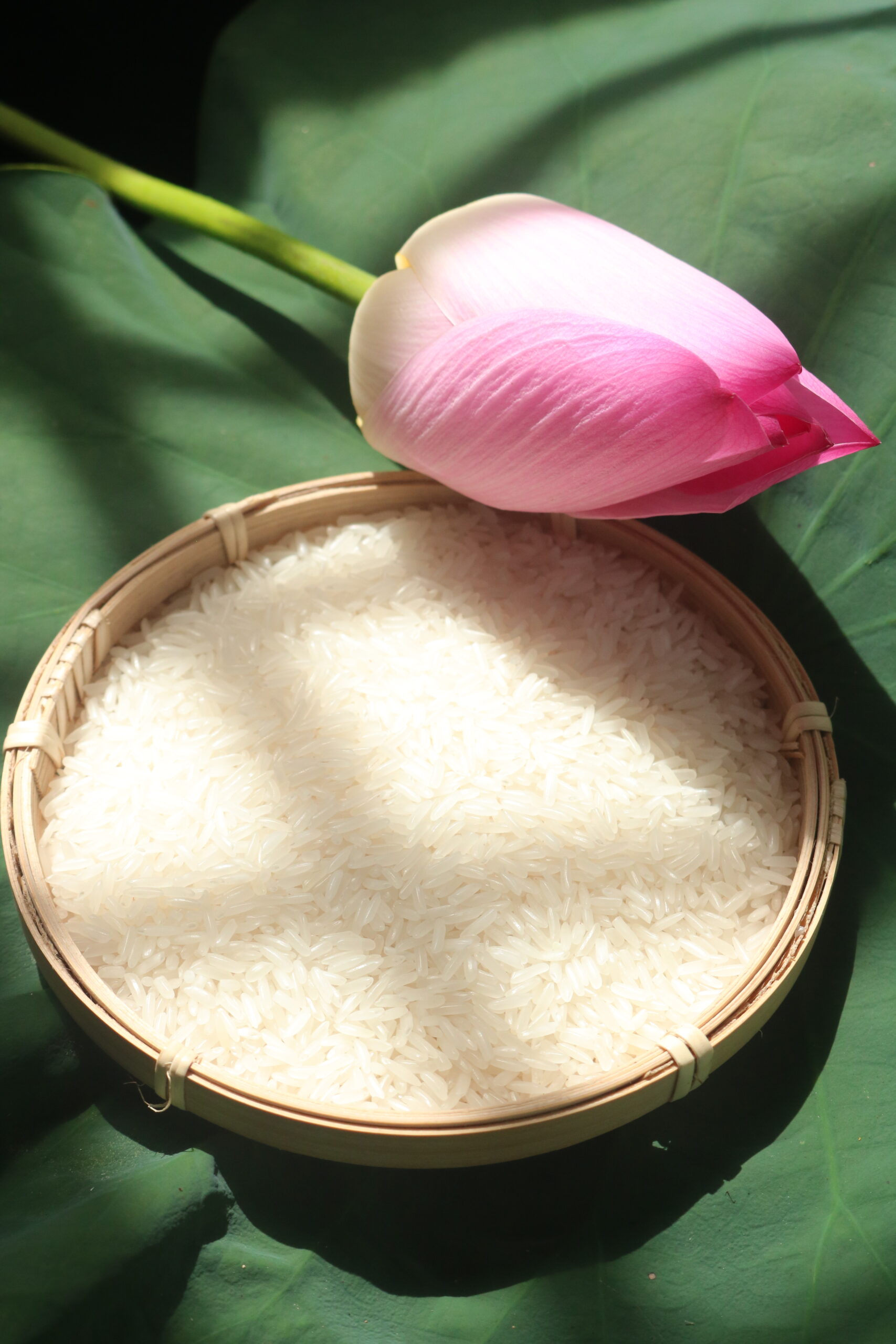 VIETNAMESE THUAN NGUYEN FRAGRANT RICE - 5% BROKEN - 100% VIETNAM STANDARD RICE