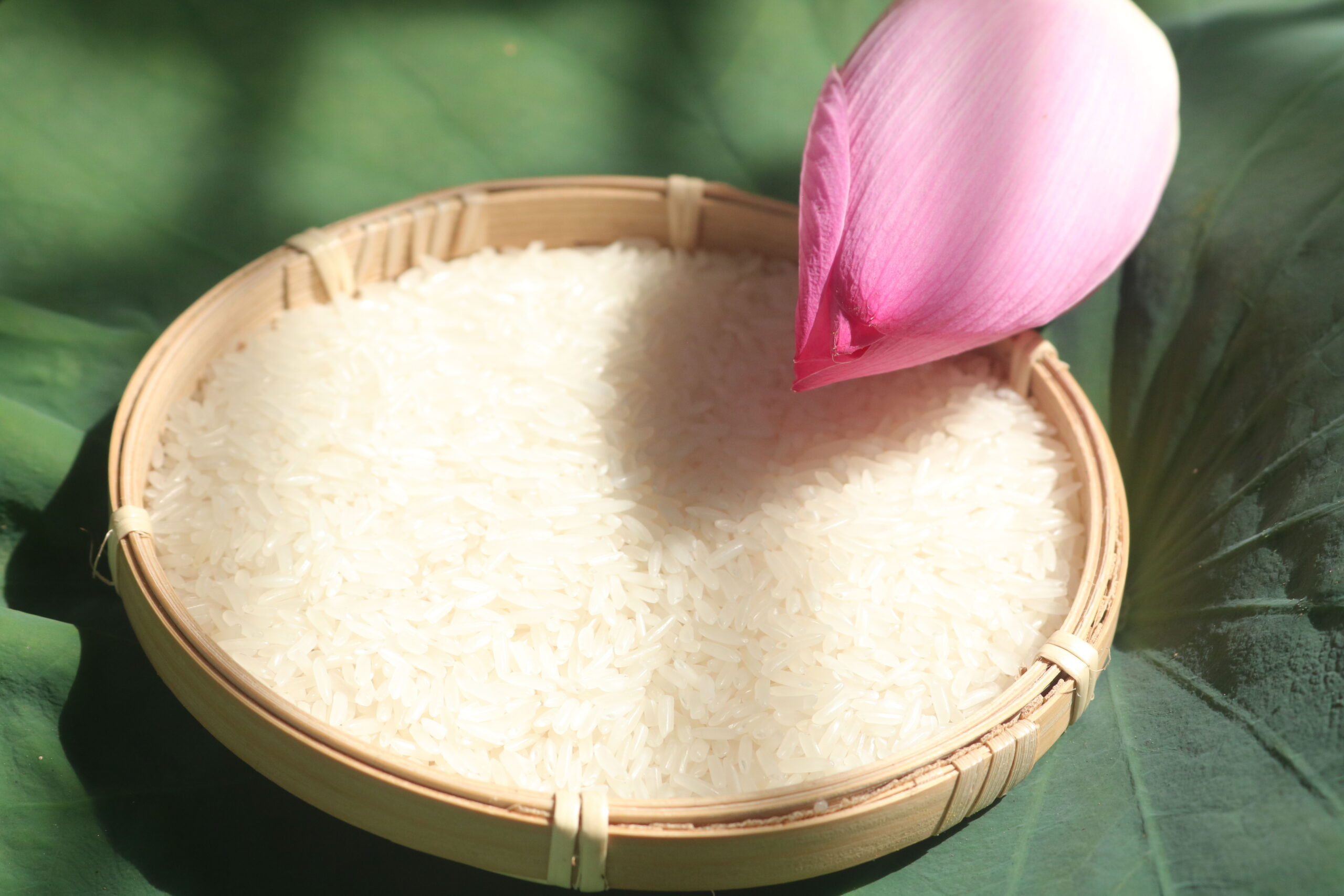 VIETNAMESE THUAN NGUYEN RICE TN15 - 5% BROKEN - 100% VIETNAM STANDARD RICE