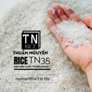 Thuan Nguyen Rice TN35