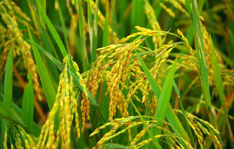 kỹ thuật sản xuất lúa gạo hữu cơ