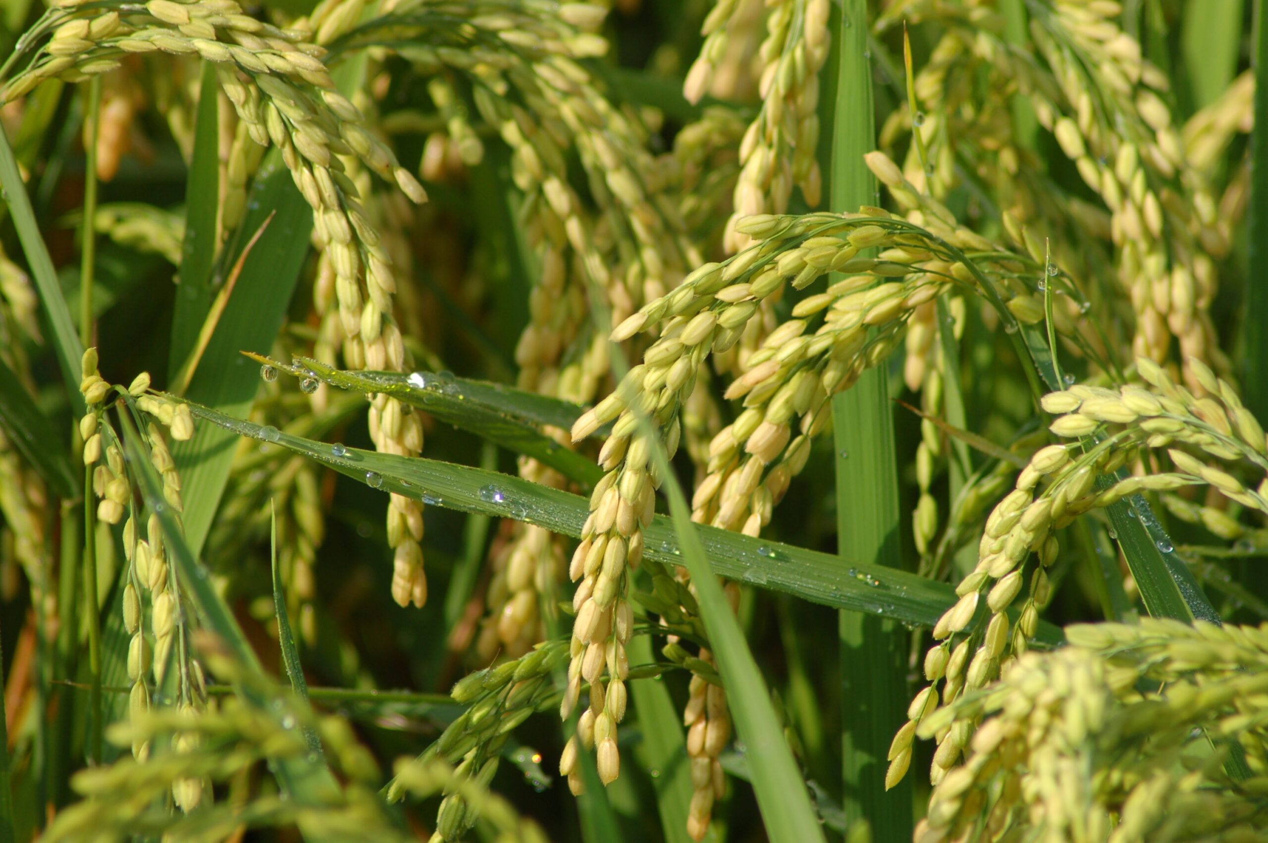 thuannguyenrice.com
Challenges and Innovations in Rice Farming