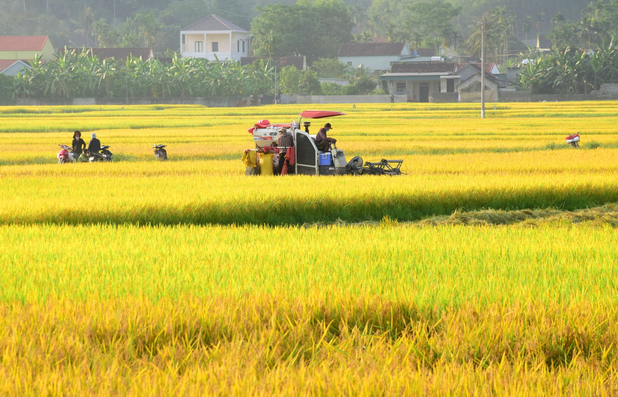 Vietnam's Rice Export Hits Record $5.3 Billion in 2024