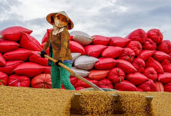 High-quality rice from the Mekong Delta