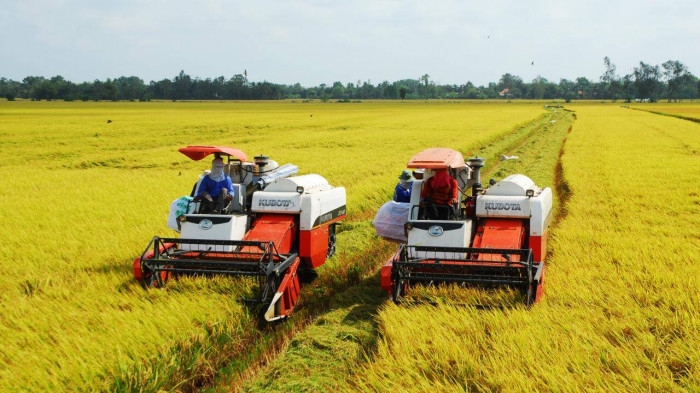 High-quality rice from the Mekong Delta